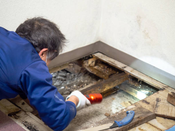 Best Insurance-Related Mold Remediation in West Hempstead, NY