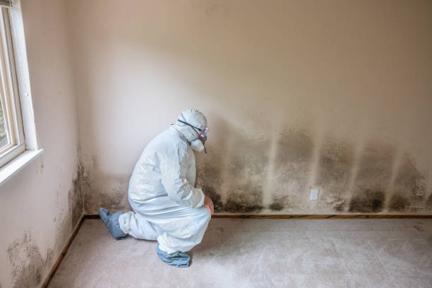 Best Post-Flood Mold Remediation in West Hempstead, NY